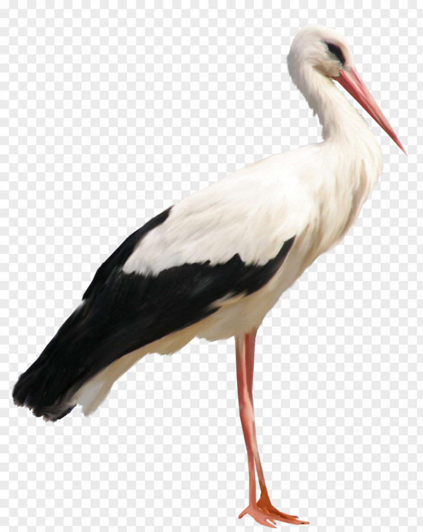 Stork Clipart Clip Art PNG