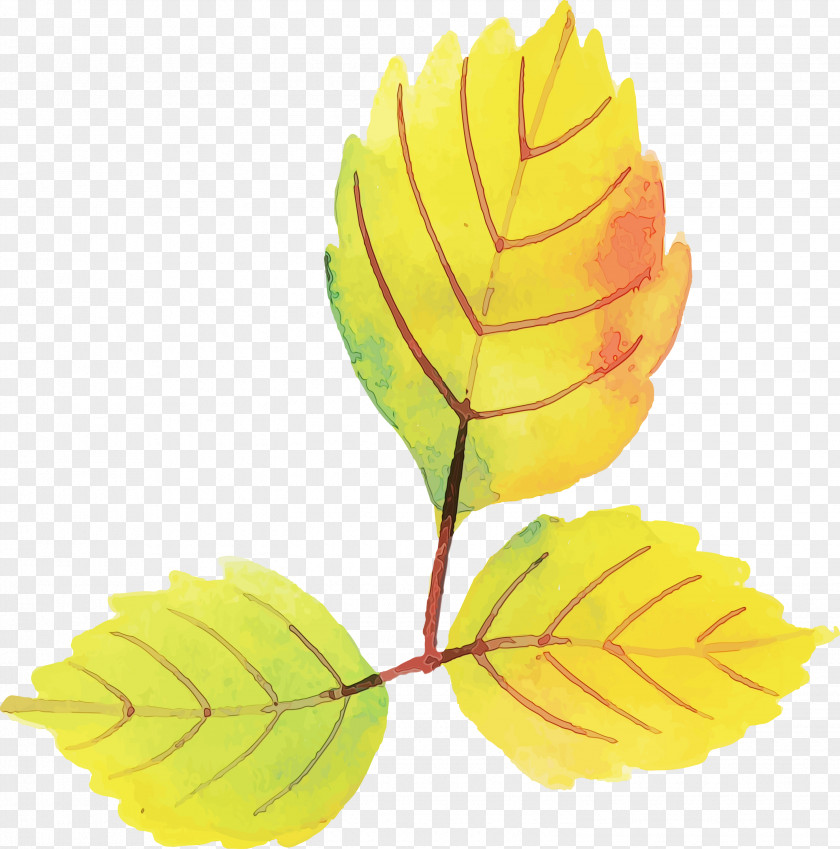 Yellow Petal Fruit PNG