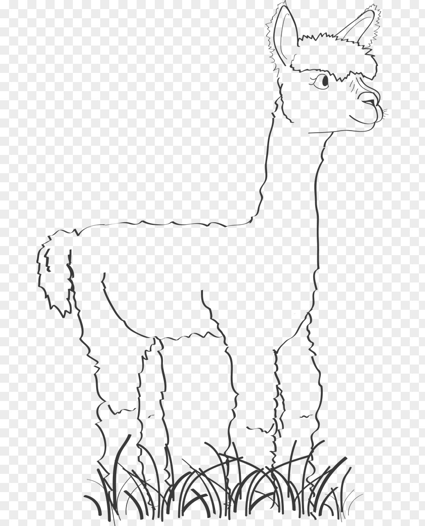 Alpacas Alpaca Llama Drawing Image Cartoon PNG