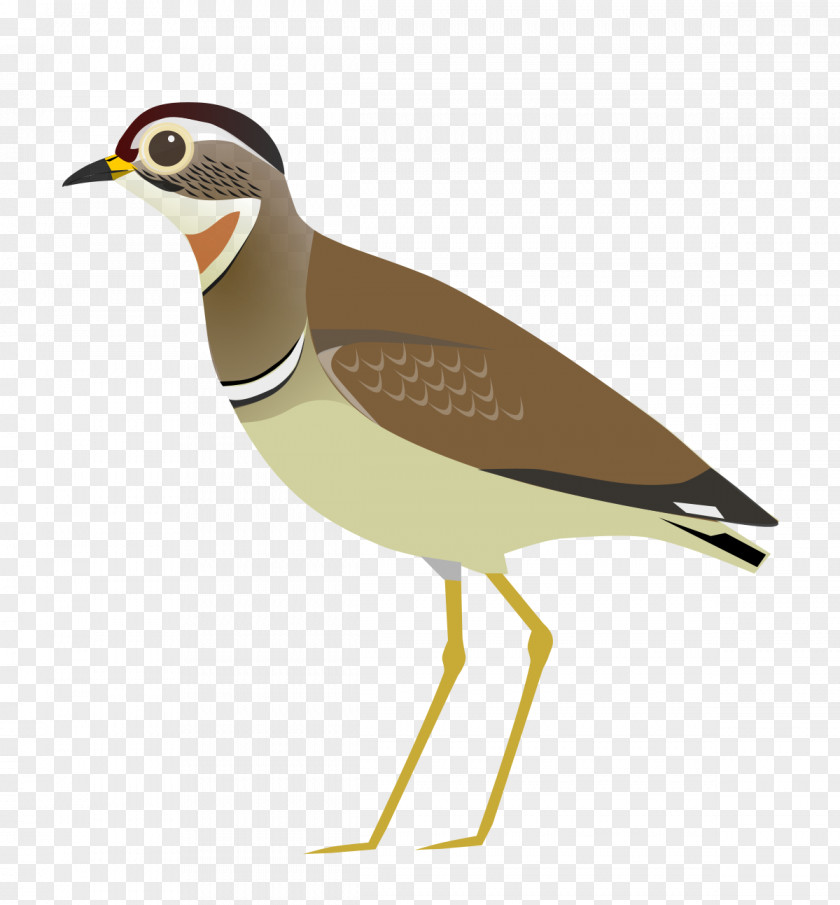 Bird Wader Jerdon's Courser Cream-colored PNG