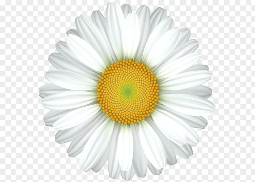 Design Common Daisy Royalty-free Clip Art PNG