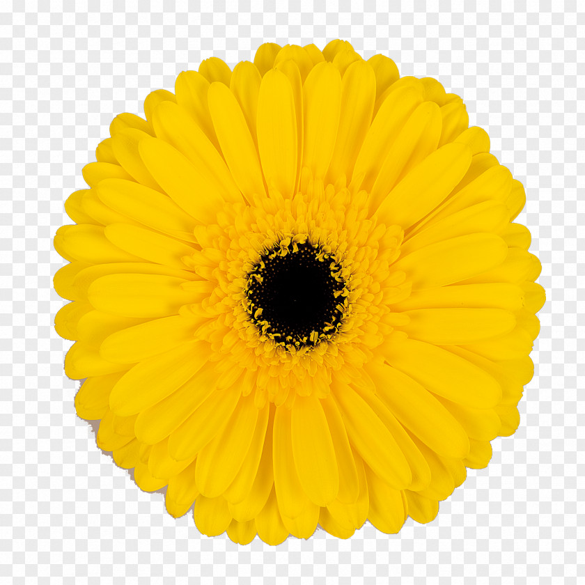 Gerbera Transparent Transvaal Daisy Bicycle Mobile App Marish Greenhouses Google Play PNG