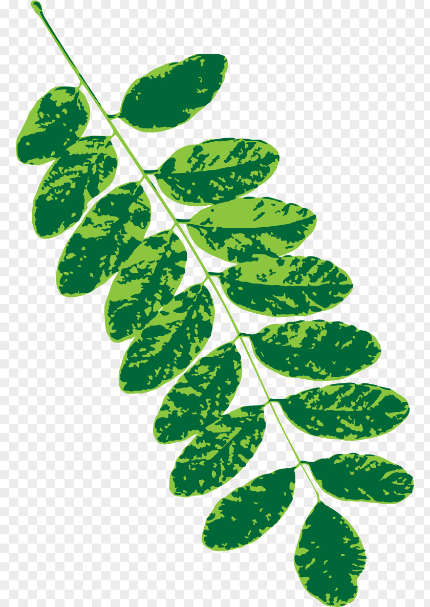 Plant Stem Branch Leaf Subshrub Herbal Medicine PNG