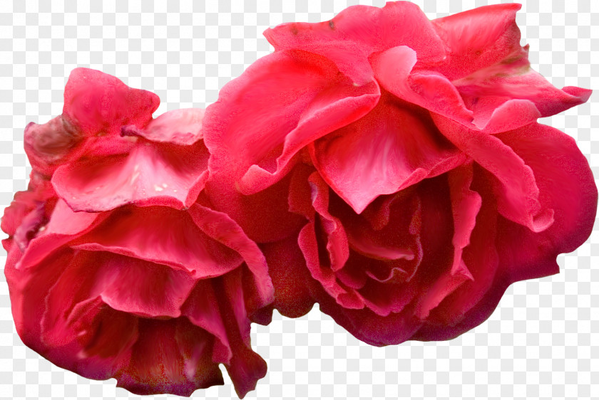 Red Flowers Flower Bouquet Blue Rose Clip Art PNG