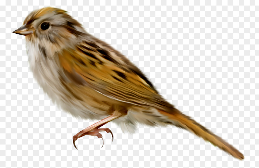 Sparrow Anadolu University Bird Ischnocera Amblycera Owl PNG