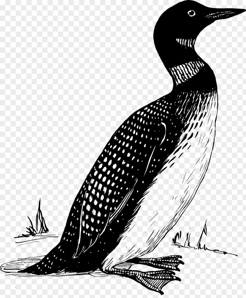 T-shirt Bird Common Loon Clip Art PNG