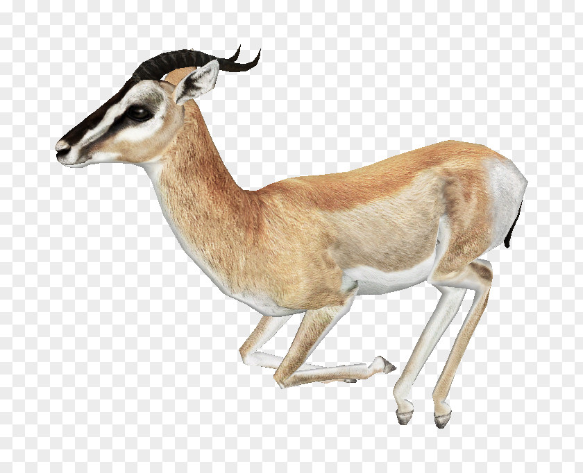 Gazelle Free Download Springbok Impala Antelope PNG