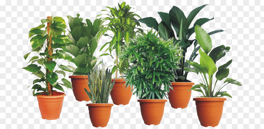 Indoor Garden Houseplant Flowerpot Nursery Malaysia PNG
