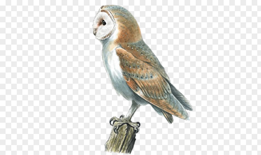Owl Barn Swallow Bird Pellet PNG