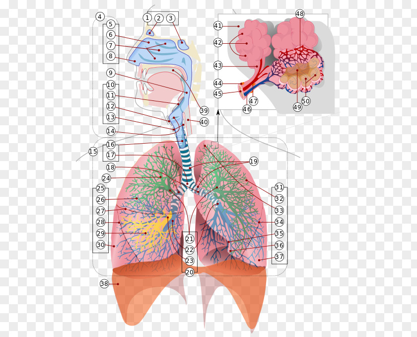 Trachea Respiratory System Tract Breathing Respiration Lung PNG