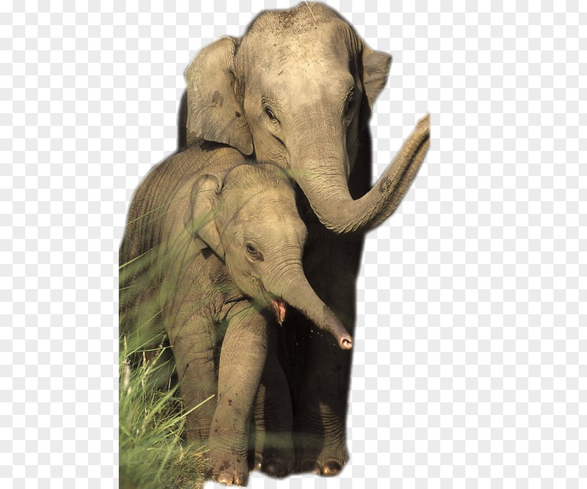 Family African Elephant Asian Elephantidae Animal Wildlife PNG