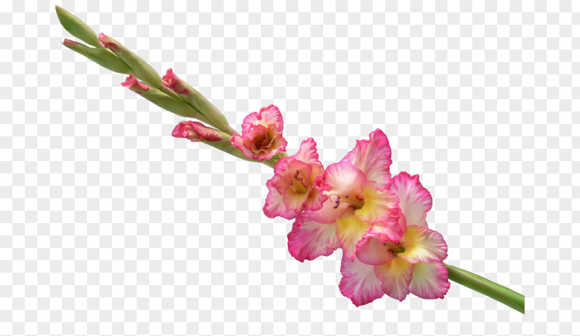 Flower Cut Flowers Abyssinian Gladiolus Bouquet Clip Art PNG