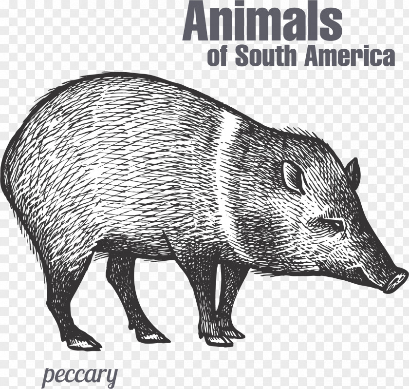 Hand Painted Sketch Wild Boar Peccary Drawing PNG
