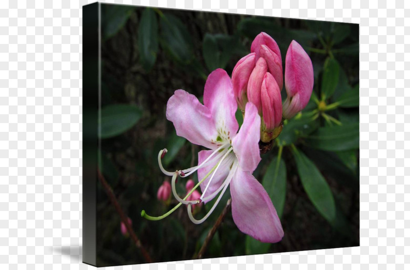 Lilac Azalea Honeysuckle Petal PNG