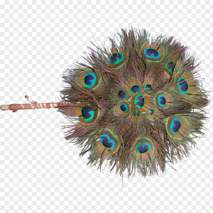 Peacock Feather Common Ostrich Petite Size Hand Fan Victorian Era PNG