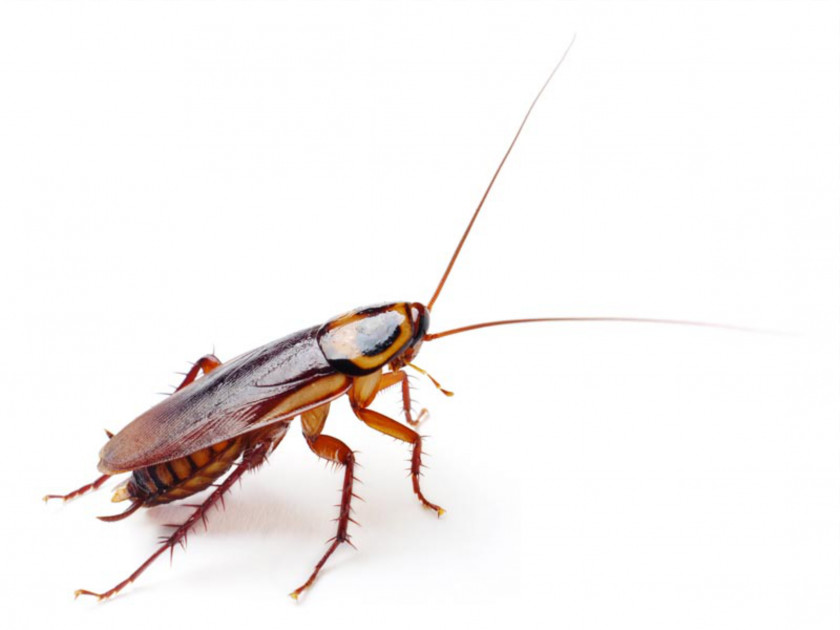 Roach German Cockroach American Insect Blattella Asahinai PNG