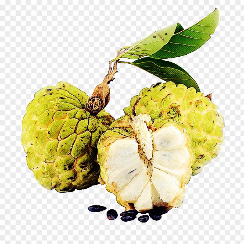 Sugar-apple Custard-apple Fruit Cherimoya Plant PNG