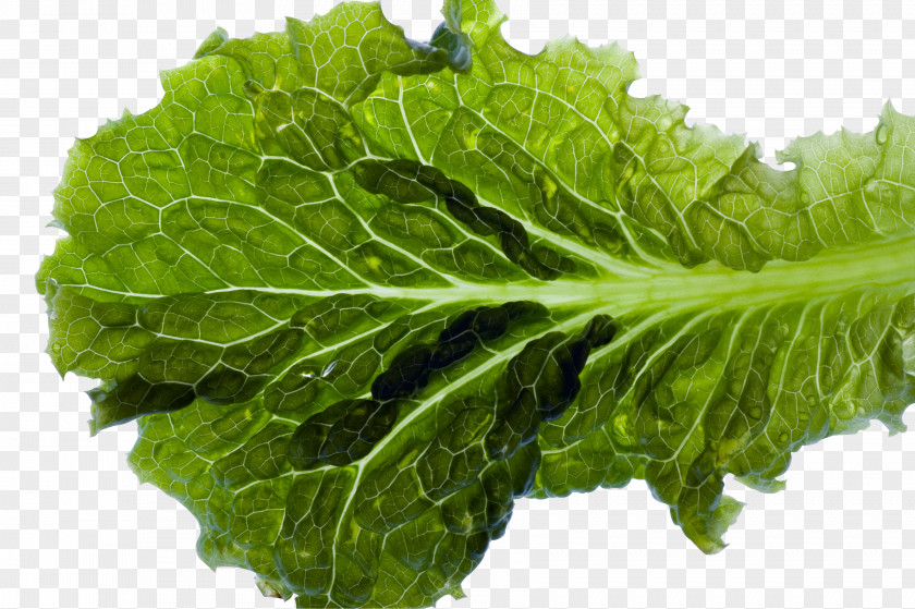 Vegetable Leaf Picture Romaine Lettuce Food PNG