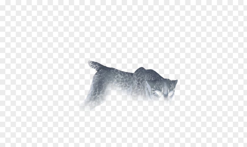 Crackle Cat Whiskers Mammal Dog Carnivora PNG