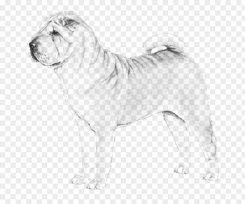 Shar Pei Dog Breed Chow The Chinese Shar-Pei Puppy PNG