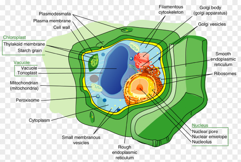 Aquatic Plants Photosynthesis Plant Cell Wall Nucleus PNG