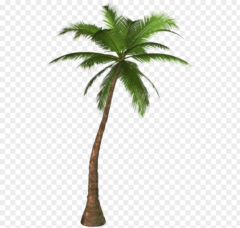 شجرة Clip Art Palm Trees Image PNG