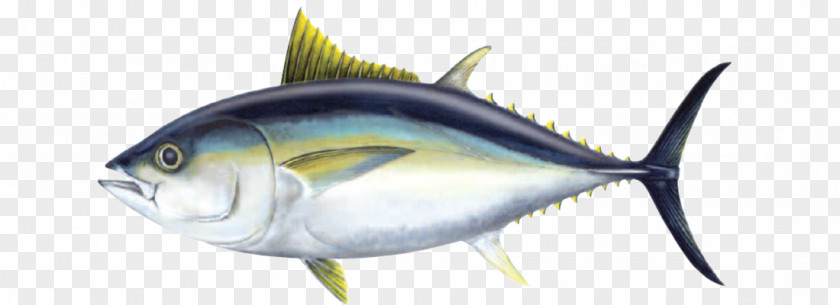 Fish Bigeye Tuna Atlantic Bluefin Yellowfin Oily PNG