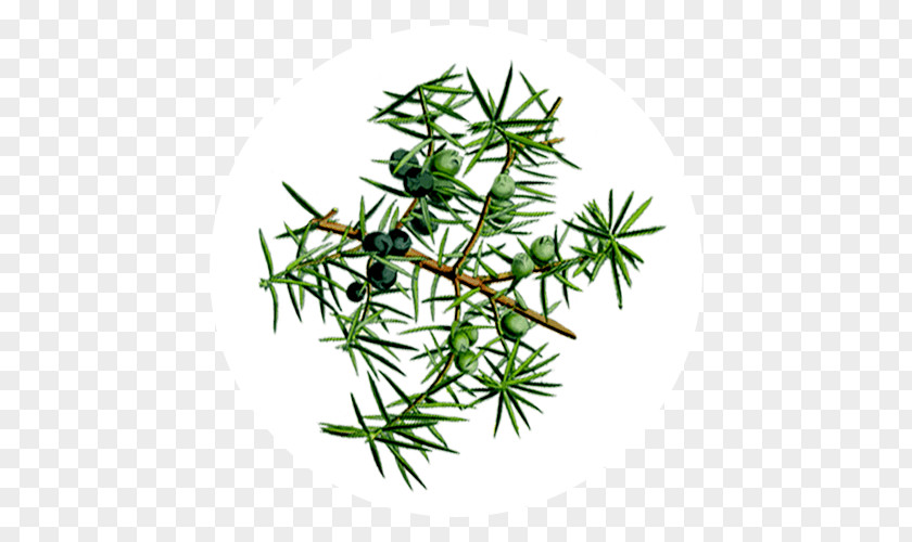 Juniper Berries Common Provence Networks Florame Essential Oil PNG
