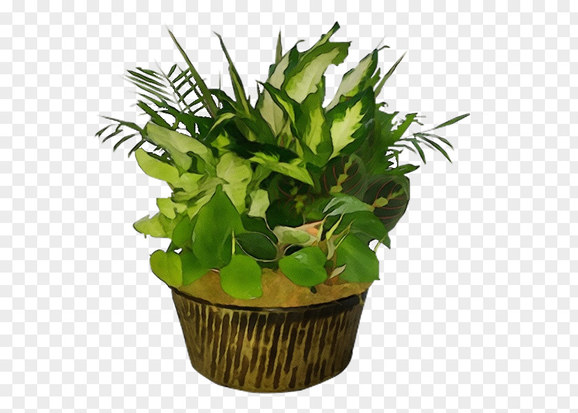 Leaf Flowerpot Houseplant Herb Biology PNG