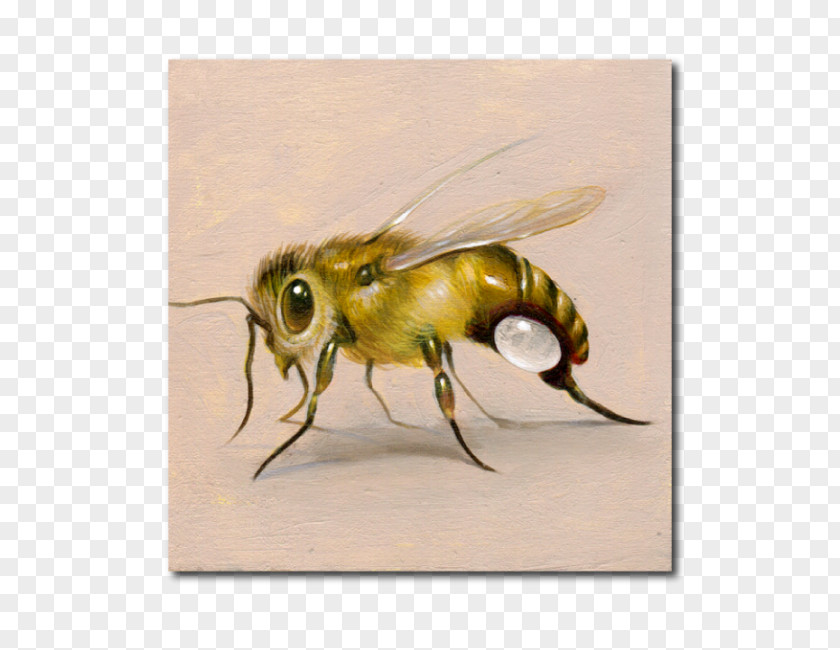 Bee Honey PNG