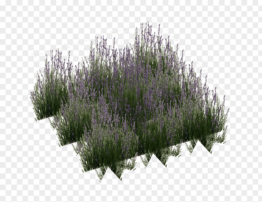 Grass Stain English Lavender Image Download Lawn PNG