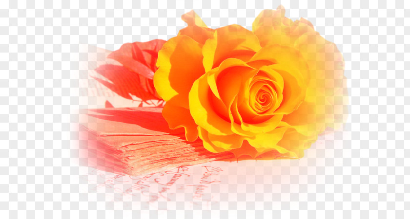 Rose Garden Roses Desktop Wallpaper Image Yellow PNG