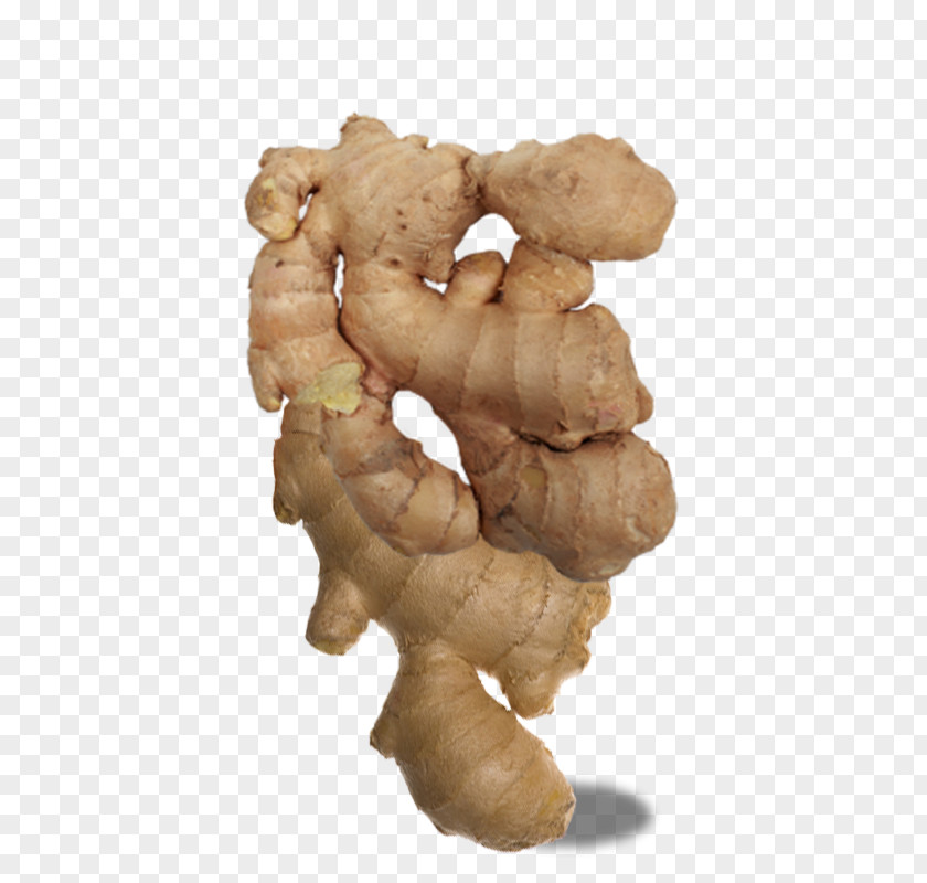 A Crowded Big Ginger Download Icon PNG
