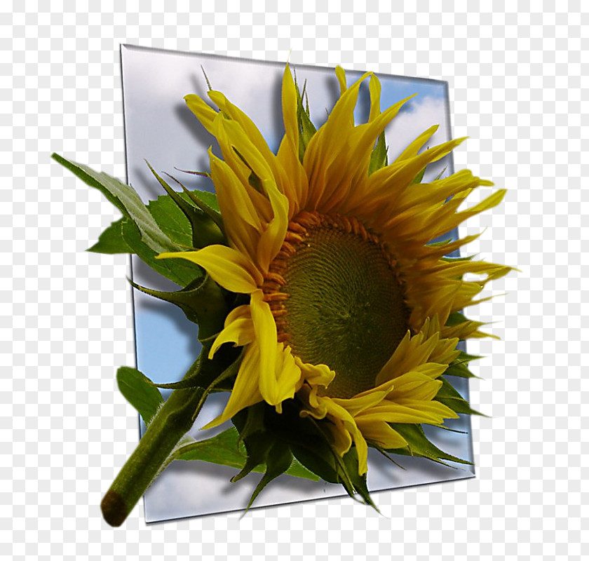 Birthday Common Sunflower Religion Flower Bouquet Seed PNG