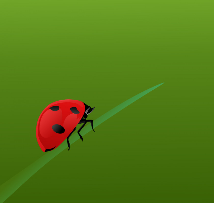 Bug Beetle Close-up Pest Desktop Wallpaper Invertebrate PNG