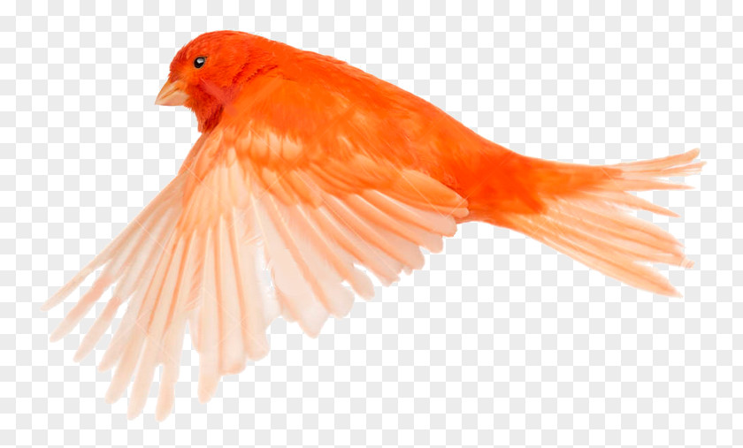 Feather Beak Finch Tail Fish PNG