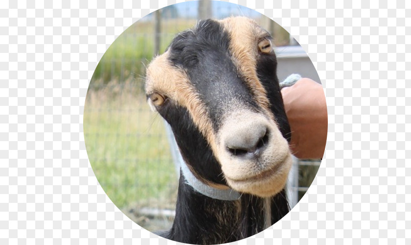 Goat Farm American Lamancha Gothberg Farms LLC Bow Sheep PNG