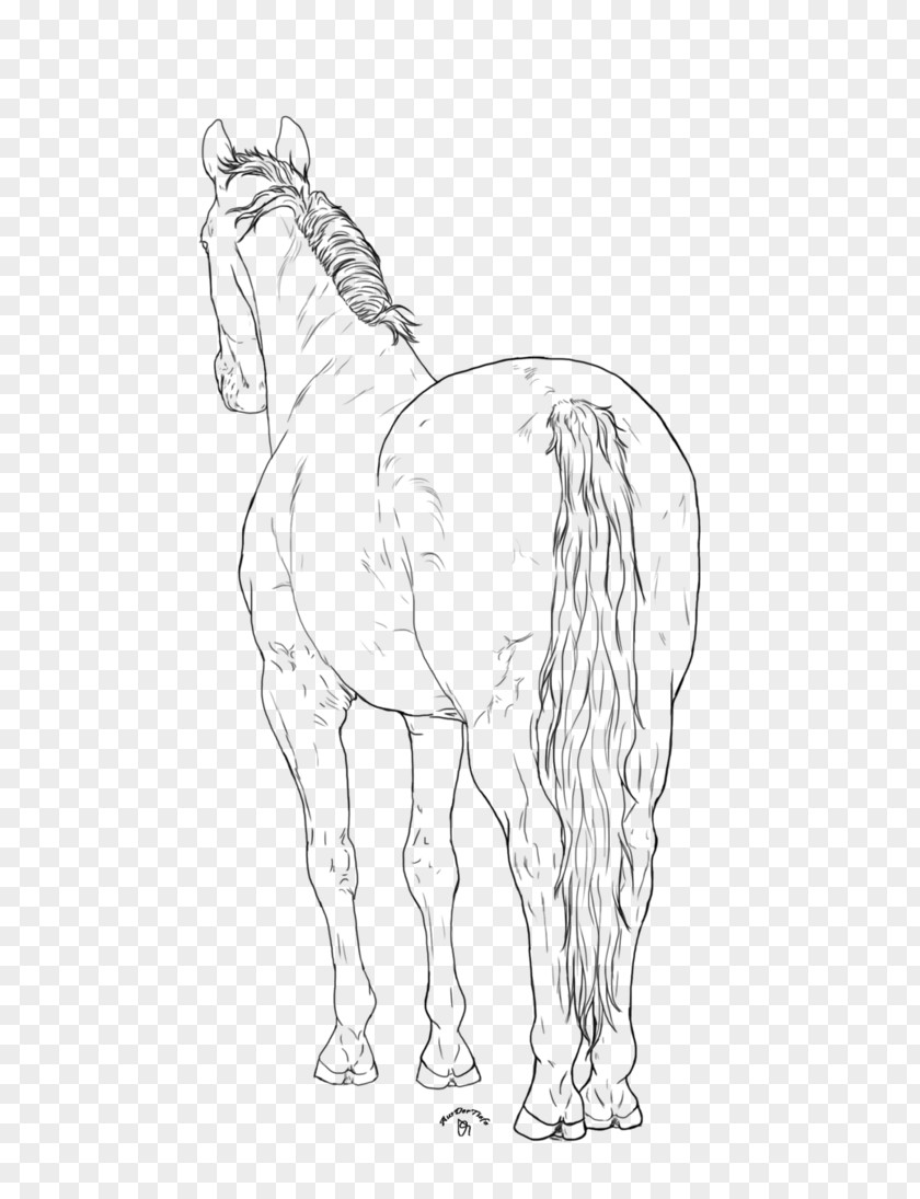 Lineart Mane Foal Bridle Mustang Colt PNG