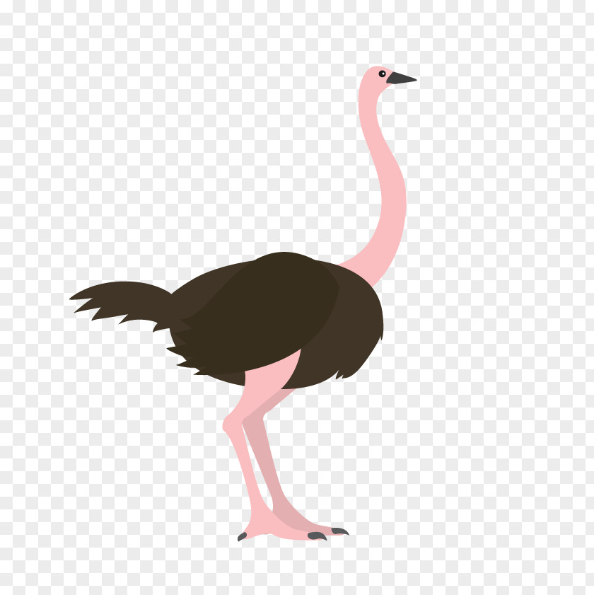 Ostrich Common Bird Animal PNG