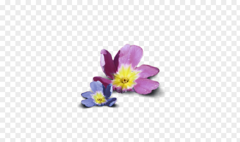 Petal Primrose Dietary Supplement Violet Flower PNG