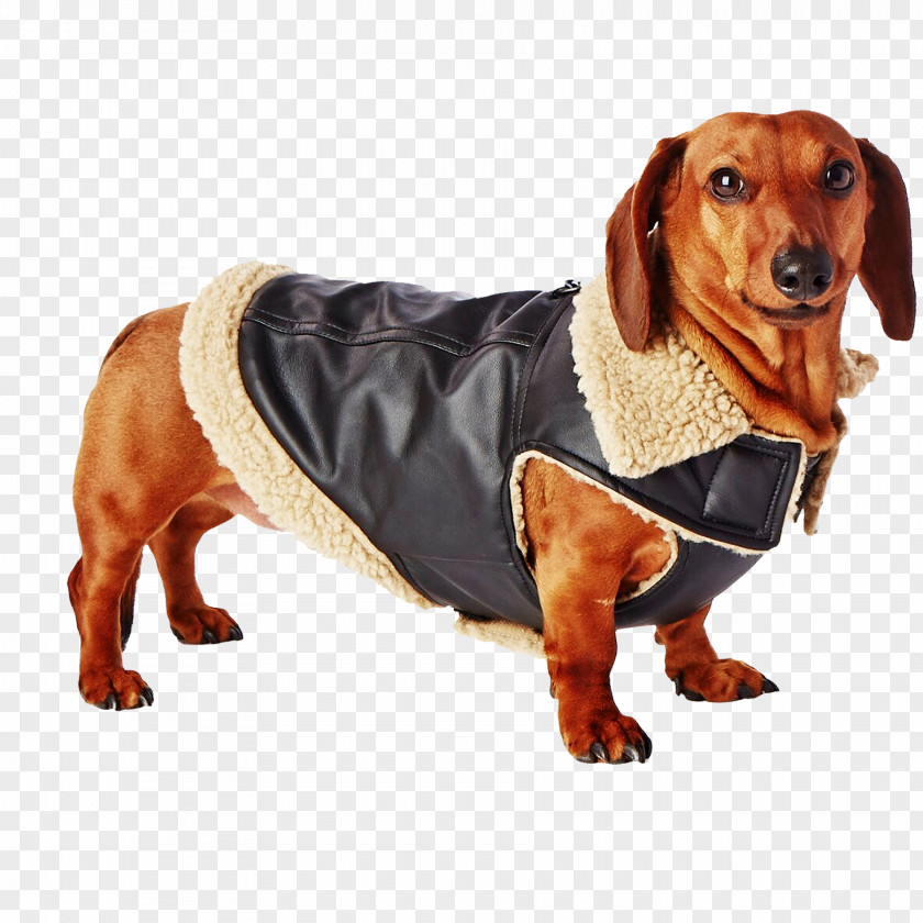 Puppy Dog Breed Dachshund Longdog Companion PNG