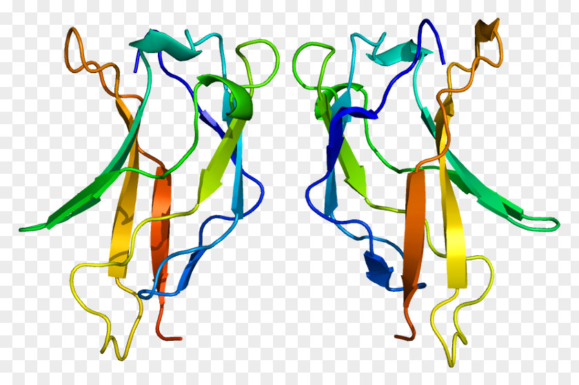 RELA Protein Subunit NF-κB PNG