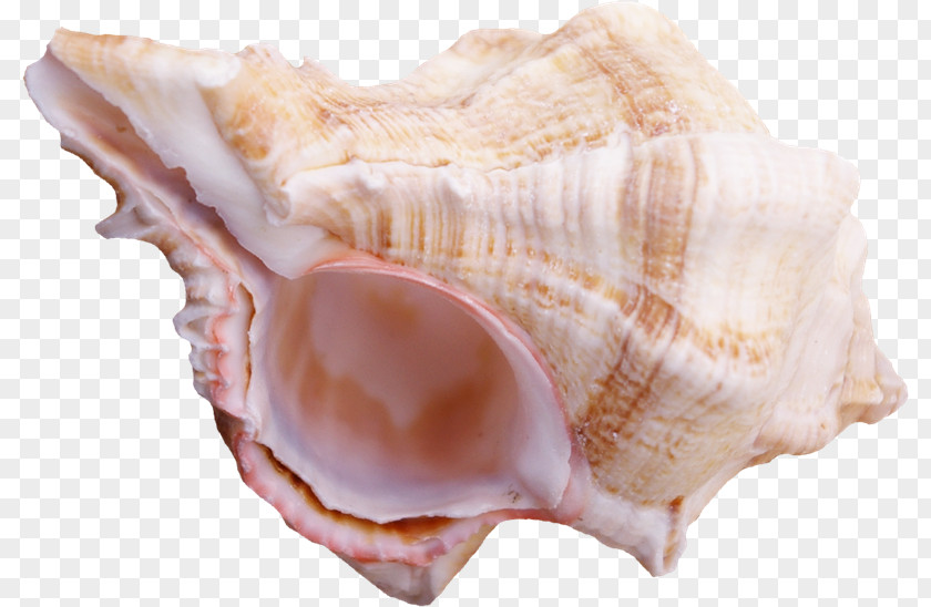 Seashell Cockle Conchology Shankha Animal Source Foods PNG