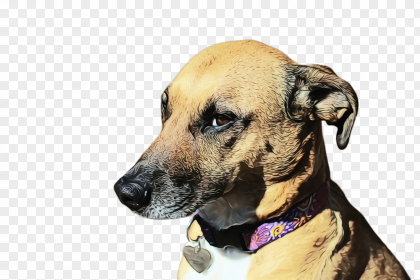 Africanis Hound Cute Dog PNG