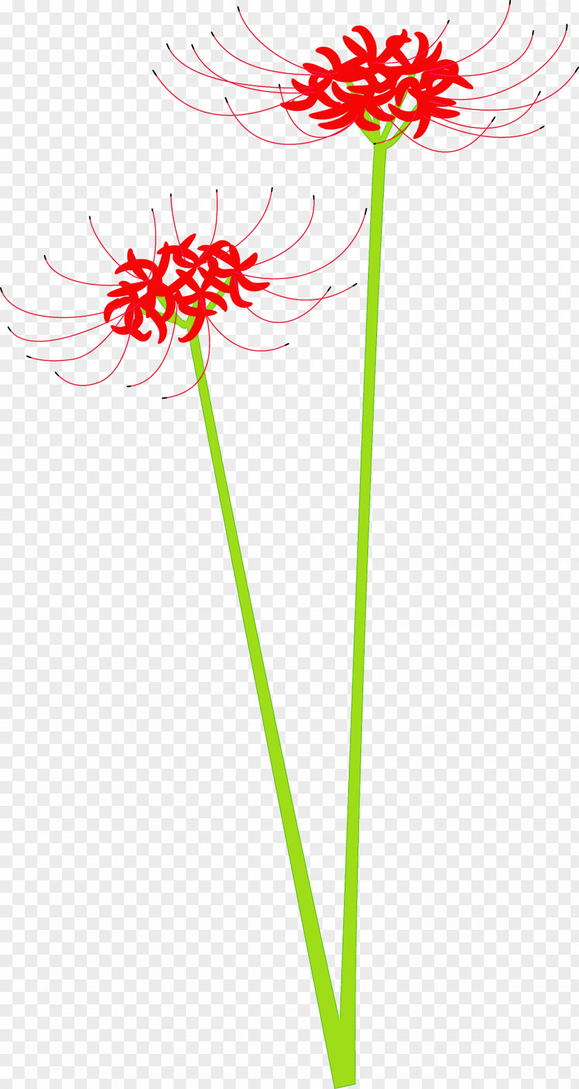 Hurricane Lily Flower PNG