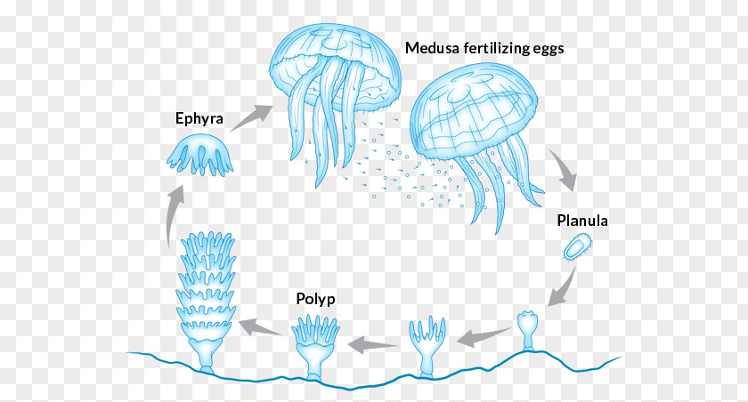 Leather Sea Turtle Life Cycle Jellyfish Immortality Marine Invertebrates Reproduction PNG