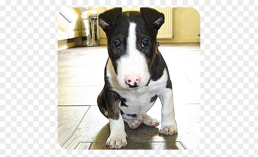 Puppy Miniature Bull Terrier Wire Hair Fox Smooth Pit PNG
