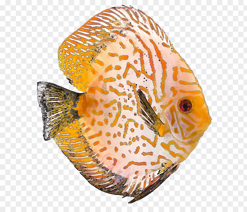 Tropical Fish Discus Clownfish Clip Art PNG