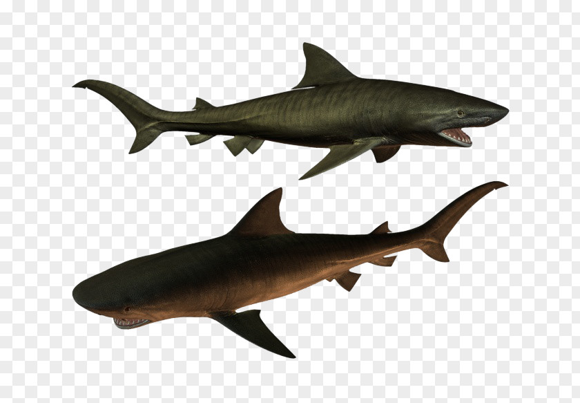 Two Sharks Requiem Shark Squaliformes Icon PNG