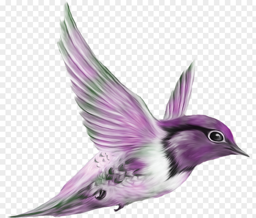 Bird Animal Clip Art PNG